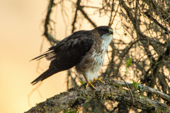 Buteo albigula