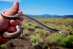 Salvadora hexalepis hexalepis