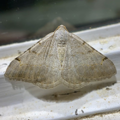 Digrammia triviata