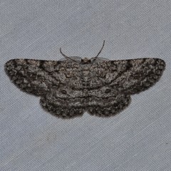 Hypomecis umbrosaria