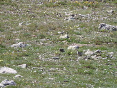 Lagopus leucura altipetens