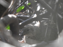 Callipepla douglasii teres