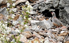 Alectoris chukar chukar