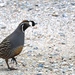 Northern California Quail - Photo (c) Cole Gaerber, some rights reserved (CC BY-NC), uploaded by Cole Gaerber
