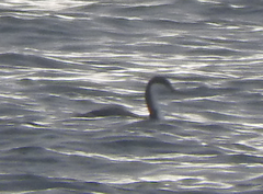 Aechmophorus clarkii transitionalis