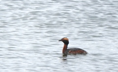 Podiceps auritus cornutus