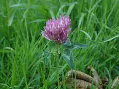 Trifolium pratense