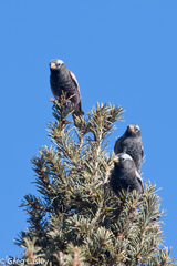 Leucosticte atrata