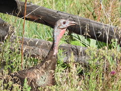 Meleagris gallopavo merriami