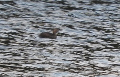 Podilymbus podiceps podiceps