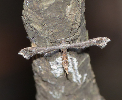 Michaelophorus indentatus