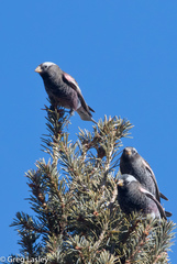 Leucosticte atrata