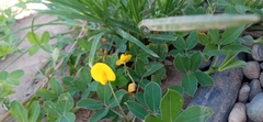 Arachis glabrata