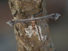 Michaelophorus indentatus