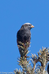 Leucosticte atrata