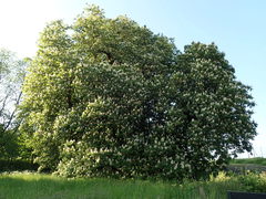 Aesculus hippocastanum