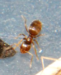 Brachymyrmex obscurior