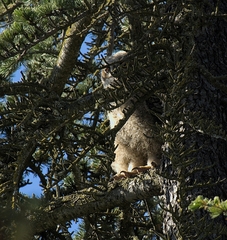 Bubo virginianus