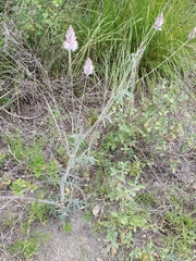 Ebenus pinnata image