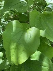 Smilax californica