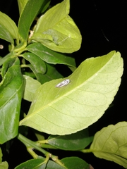 Tretogonia