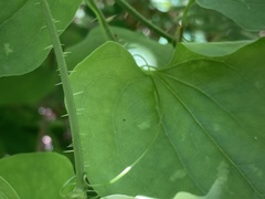 Smilax californica