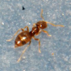 Brachymyrmex obscurior