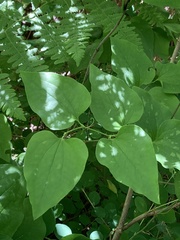 Smilax californica