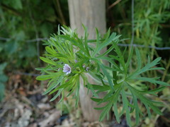 Geranium dissectum