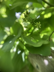 Smilax californica