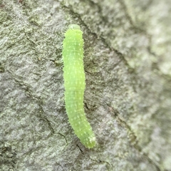 Periclista
