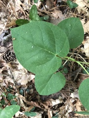 Matelea carolinensis