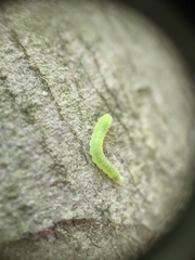 Periclista