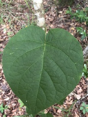 Matelea carolinensis