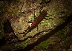 Tracheloschizus