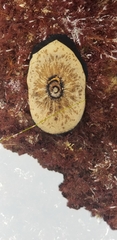 Megathura crenulata image