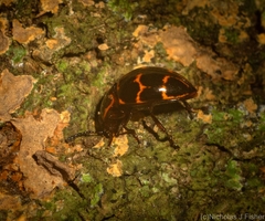 Episcaphula tamburinea