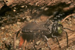 Tachysphex nigerrimus