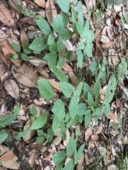 Collinsonia punctata