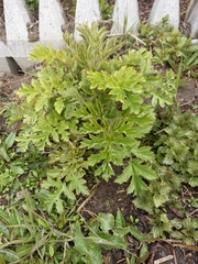 Heracleum sphondylium sibiricum