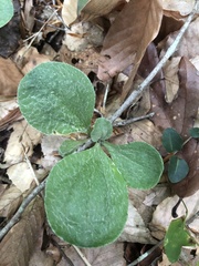 Antennaria solitaria