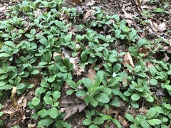 Antennaria solitaria