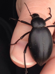 Eleodes spinipes ventricosus