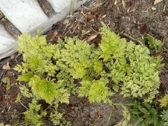 Anthriscus sylvestris