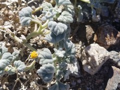 Psathyrotes ramosissima