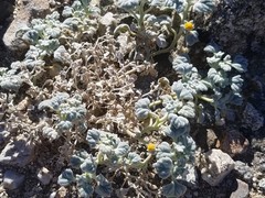 Psathyrotes ramosissima