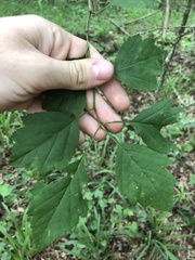 Crataegus pulcherrima