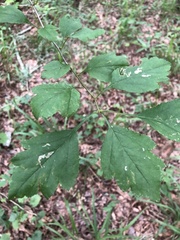 Crataegus pulcherrima