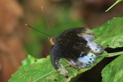 Lexias pardalis dirteana