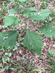 Crataegus pulcherrima